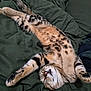 cat, tabby, spotted, sleeping, stretching, relaxed, pet, animal, feline, whiskers, pink_nose, paws, fur, bed, blanket, indoor, cozy, resting, cute, domestic_cat