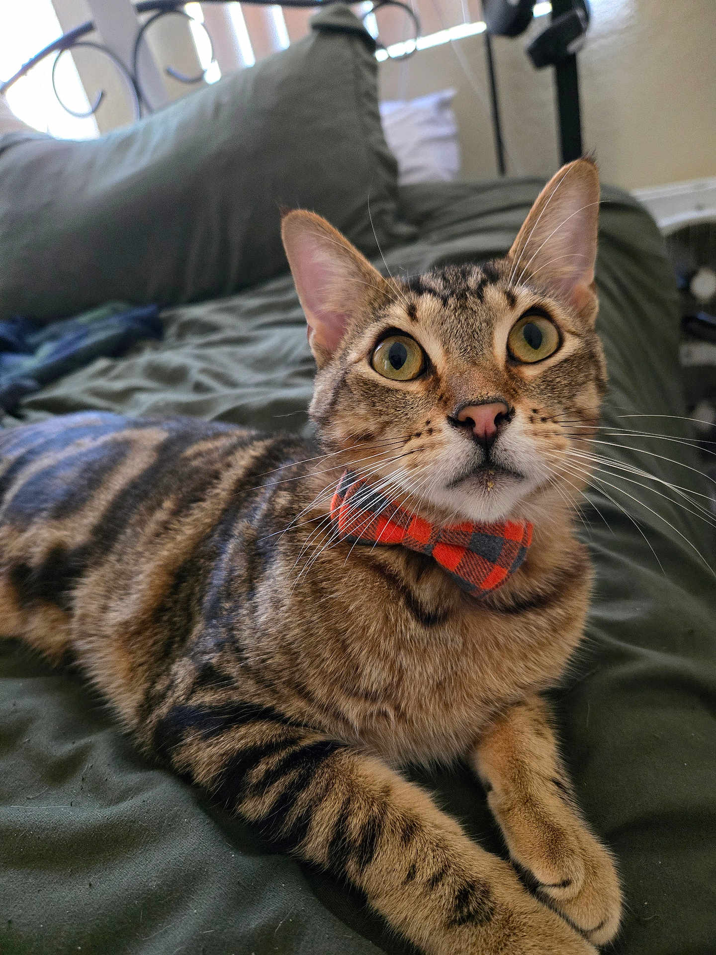 Tommy Oliver joined the competition — help win amazing prizes! cat, tabby, bow_tie, pet, indoor, bed, green_bedspread, feline, whiskers, curious, striped, close_up, animal, relaxed, ears_up, wide_eyes, cute, domestic_cat, portrait, comfortable