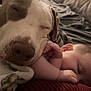 Ivy is registered to the contest to win money with this photo: baby, dog, sleeping, blanket, couch, cozy, rest, nap, pet, child, indoor, closeup, peaceful, companion, friendship, soft, comfort, animal, human, warm