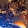 cat, tabby_cat, sleeping, nap, couch, hand, wristband, person, feline, indoor, resting, fur, cozy, closeup, pets, animal, comfort, relaxation, warm_light, domestic
