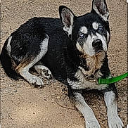 Rocky is registered to the contest to win money with this photo: dog, husky, blue_eyes, leash, outdoor, animal, pet, lying_down, black_and_white, canine, fur, ears, face, paws, ground, nature, domestic_animal, resting, alert, muzzle