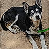 dog, husky, blue_eyes, leash, outdoor, animal, pet, lying_down, black_and_white, canine, fur, ears, face, paws, ground, nature, domestic_animal, resting, alert, muzzle