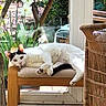 cat, indoor, chair, wood, cushion, plant, window, glass_door, greenery, wicker, relaxed, pet, feline, animal, resting, curious, sunlight, home, decor, floor