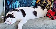 Kelpie is registered to the contest to win money with this photo: cat, sleeping, couch, pillow, bird_pattern, black_and_white, indoor, resting, home, cozy, furniture, decor, fabric, animal, pet, relaxed, soft_surface, colorful, patterned, domestic