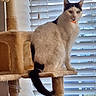 cat, cat_tree, indoor, window_blinds, orange_collar, black_and_white_cat, pet, feline, curious, sitting, perched, home, domestic_animal, furniture, natural_light, looking_out, tail, whiskers, ears, animal