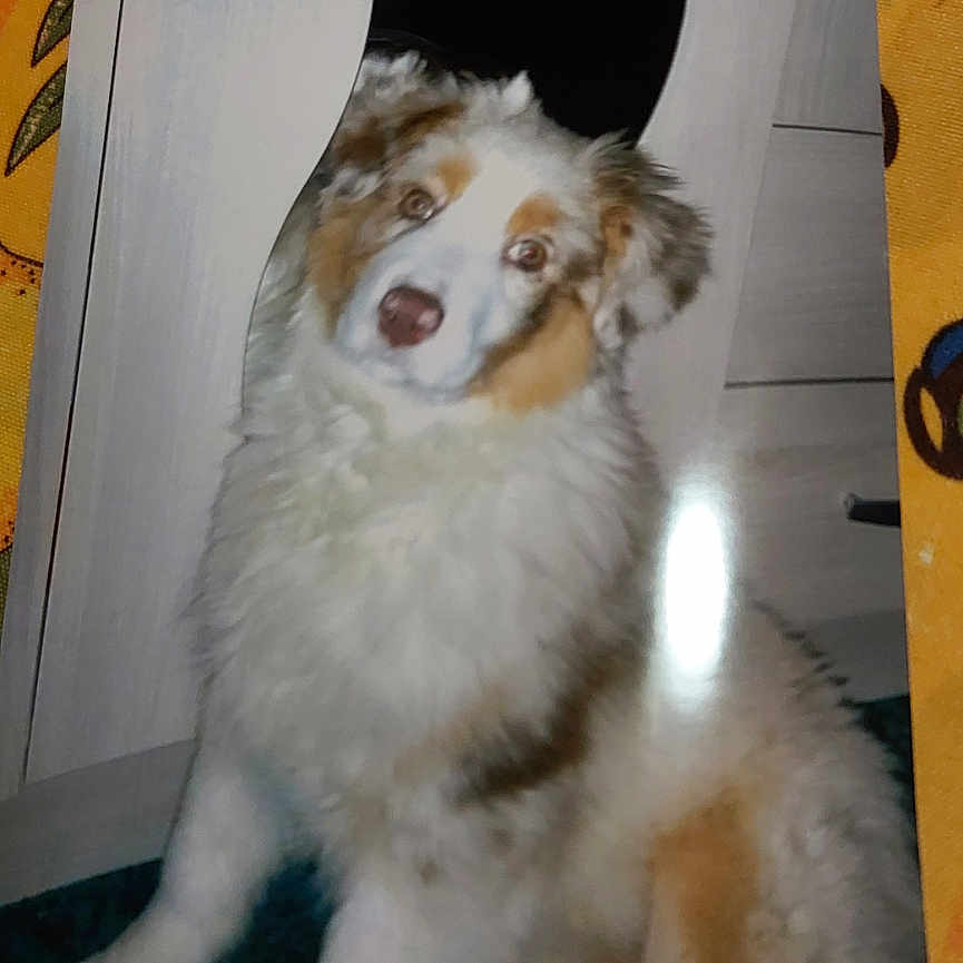 Haydee a rejoint le concours — aidez-le/la à gagner de superbes lots ! animal, art, box, canine, cat, collage, dog, eskimodog, face, head, husky, indoors, kitten, manx, painting, paper, pet, plywood, puppy, wood