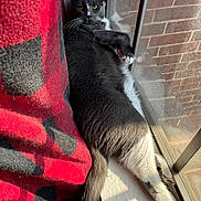 Vic is registered to the contest to win money with this photo: cat, gray_cat, white_cat, windowsill, sunlight, reflection, red_blanket, black_blanket, cozy, indoor, relaxed, pet, feline, window, brick_wall, fur, whiskers, paw, resting, animal