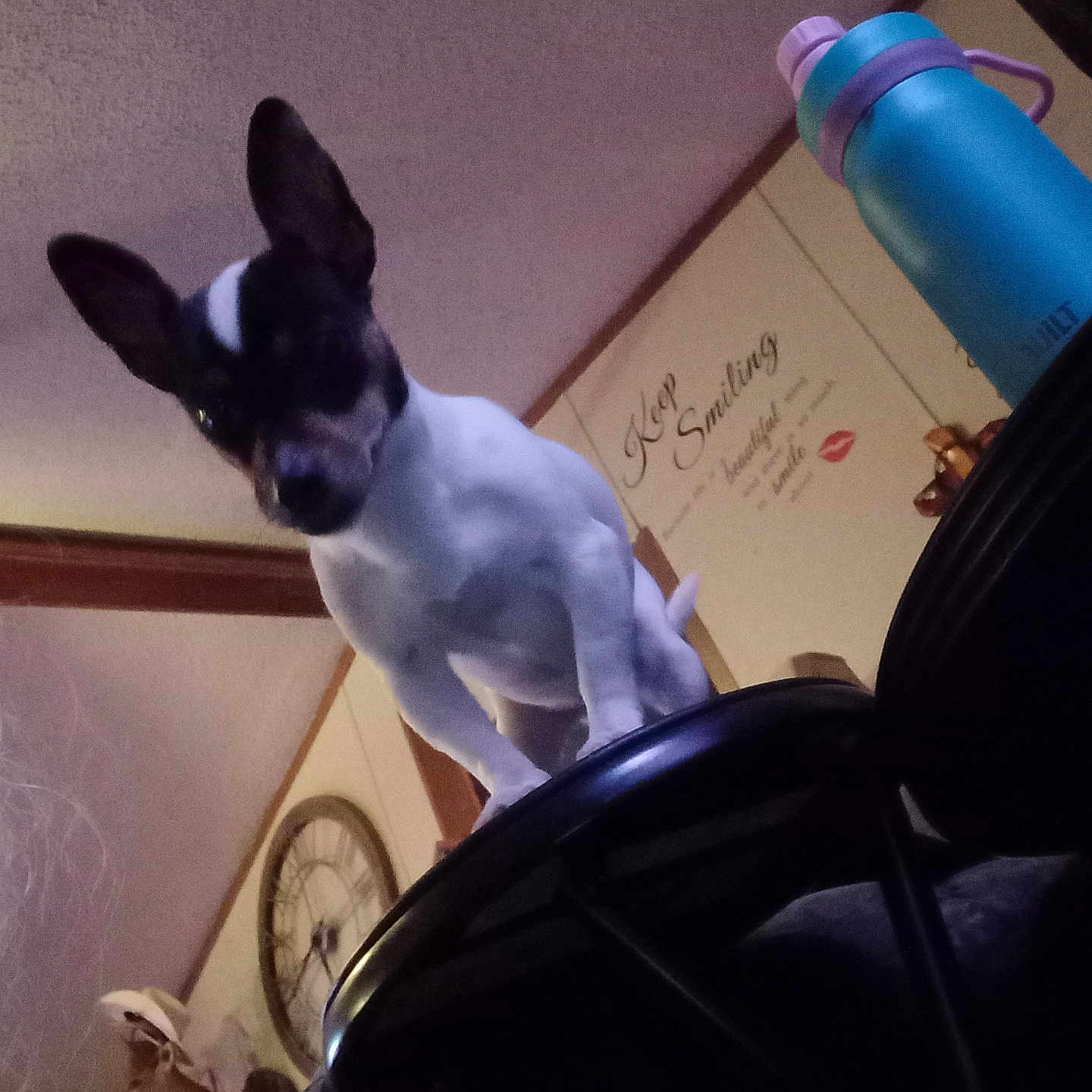 Mia