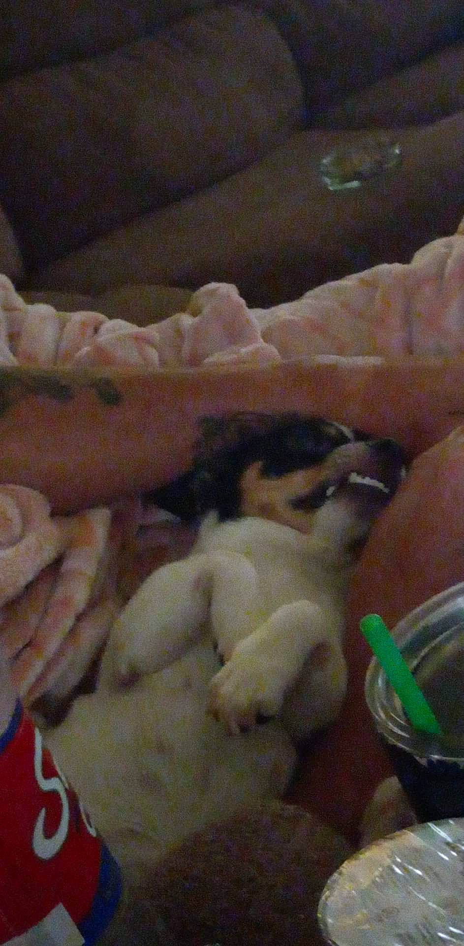 Mia is registered to the contest to win money with this photo: canidae, carnivore, comfort, comfort_food, companion_dog, dog_breed, drinking_water, drinkware, extra_virgin_olive_oil, fawn, felidae, fur, liquid, nap, palm_oil, paw, serveware, sleep, small_to_medium_sized_cats, sporting_group