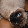 animal, attention, blue_eyes, cat, close_up, cute, domestic_animal, face, feline, floor, fur, indoor, lying_down, mammal, pet, portrait, relaxed, siamese_cat, whiskers, wooden_floor