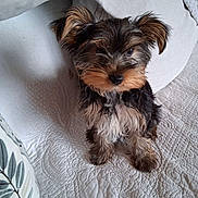 Aloha-Grâce participe au concours pour gagner de l'argent avec cette photo : bed, brown_black, closeup, cute, dog, eyes, floppy_ears, fur, indoor, nose, paws, pet, pillow, portrait, puppy, quilt, sitting, small_dog, whiskers, yorkshire_terrier