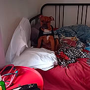 Rocky participe au concours pour gagner de l'argent avec cette photo : bed, black, blanket, bottle, casual, decor, dog, floor, furniture, indoor, leash, pet, pillow, plant, red, remote_control, resting, room, shelf, table