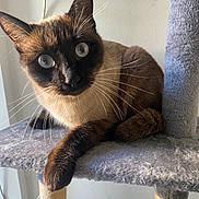 Liroy participe au concours pour gagner de l'argent avec cette photo : alert, animal, blue_eyes, carpeted, cat, cat_tree, close_up, curious, domestic_cat, feline, fur, indoor, natural_light, paw, pet, portrait, resting, scratching_post, siamese_cat, whiskers