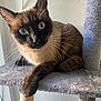 alert, animal, blue_eyes, carpeted, cat, cat_tree, close_up, curious, domestic_cat, feline, fur, indoor, natural_light, paw, pet, portrait, resting, scratching_post, siamese_cat, whiskers