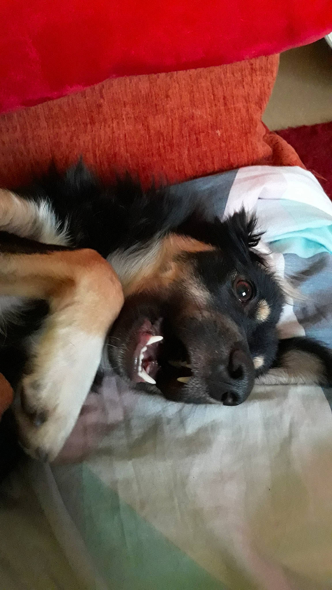 Aluna participe au concours pour gagner de l'argent avec cette photo : canidae, carnivore, comfort, companion_dog, dog, dog_breed, fang, fawn, felidae, foot, fur, gesture, human_leg, paw, small_to_medium_sized_cats, sporting_group, terrier, toy_dog, whiskers, working_animal