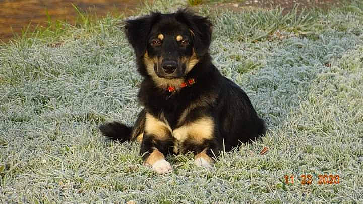 Aluna a rejoint le concours — aidez-le/la à gagner de superbes lots ! canidae, carlin_pinscher, carnivore, companion_dog, dog, dog_breed, gaddi_kutta, grass, guard_dog, herding_dog, hunting_dog, paw, plant, sporting_group, terrestrial_animal, working_animal, working_dog