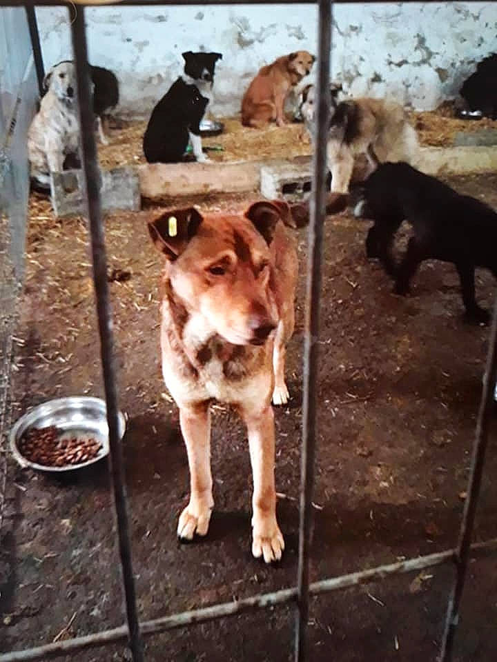 Brownie a rejoint le concours — aidez-le/la à gagner de superbes lots ! animal_shelter, aspin, canidae, carnivore, dog, dog_breed, feist, hunting_dog, mountain_cur, sporting_group, street_dog