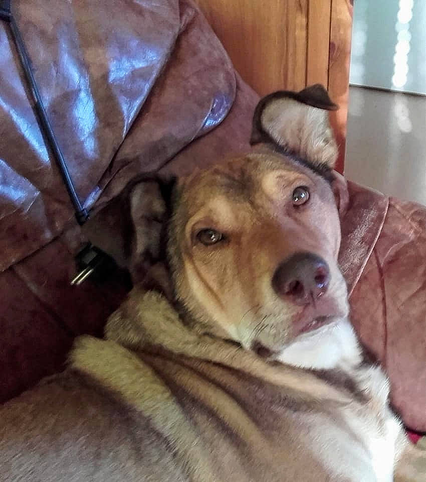 Brownie a rejoint le concours — aidez-le/la à gagner de superbes lots ! beagador, canidae, carnivore, companion_dog, dog, dog_breed, fawn, mammal, snout, sporting_group, vertebrate, whiskers