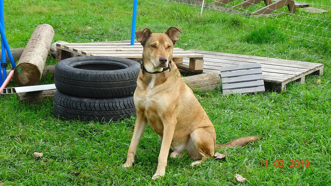 Brownie a rejoint le concours — aidez-le/la à gagner de superbes lots ! canidae, carnivore, carolina_dog, companion_dog, dog, dog_breed, fawn, hunting_dog, mammal, pariah_dog, rare_breed_dog, vertebrate, working_dog