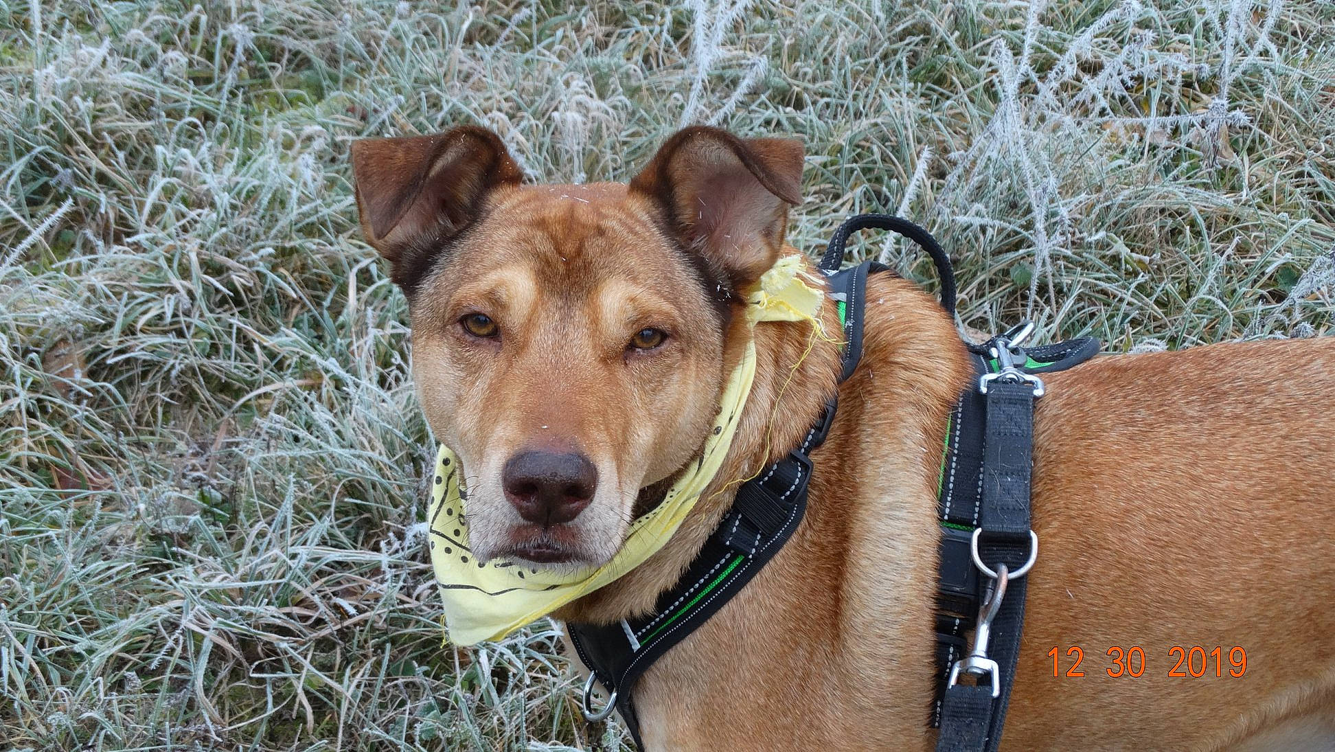 Brownie participe au concours pour gagner de l'argent avec cette photo : canidae, carnivore, carolina_dog, collar, dog, dog_breed, dog_collar, fawn, hunting_dog, mammal, mountain_cur, potcake_dog, snout