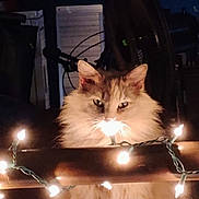Meow Meow joined the competition — help win amazing prizes! cat, fluffy, string_lights, glowing, indoor, wooden_surface, whiskers, dim_light, curious, pet, animal, feline, decorative_lights, cozy, night, home, closeup, face, ears, fur