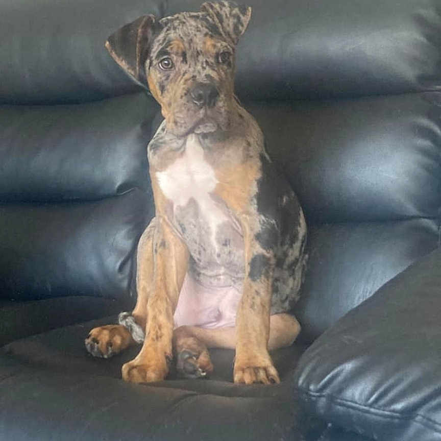 Winston joined the competition — help win amazing prizes! animal, boxer, bulldog, canine, chair, couch, cushion, dog, face, frenchbulldog, furniture, head, homedecor, indoors, interiordesign, person, pet, pitbull, puppy, sleeping