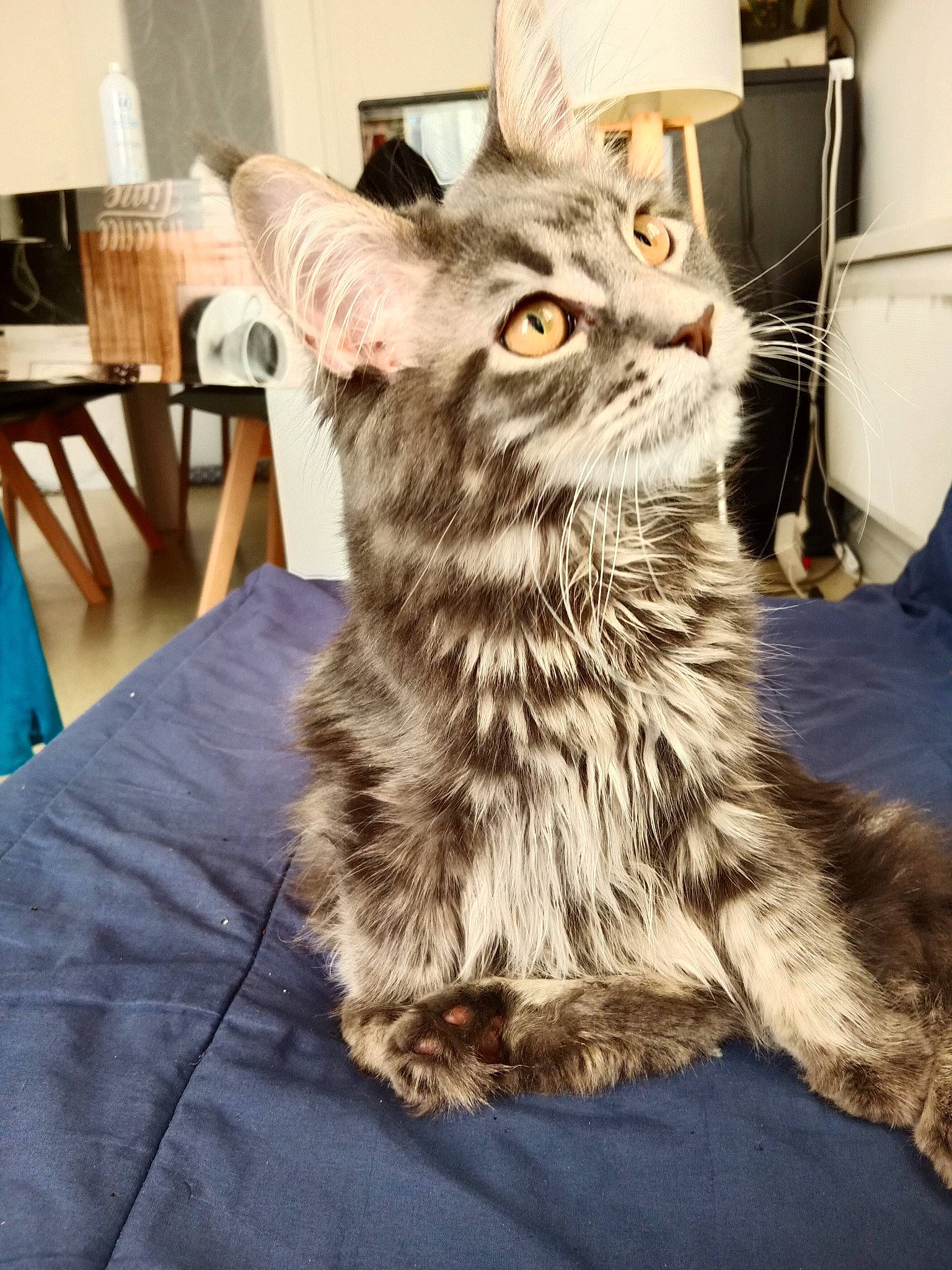 Timon a rejoint le concours — aidez-le/la à gagner de superbes lots ! carnivore, cat, chair, claw, domestic_short_haired_cat, felidae, flooring, fur, grey, hardwood, maine_coon, paw, plant, small_to_medium_sized_cats, snout, tail, terrestrial_animal, whiskers, wood