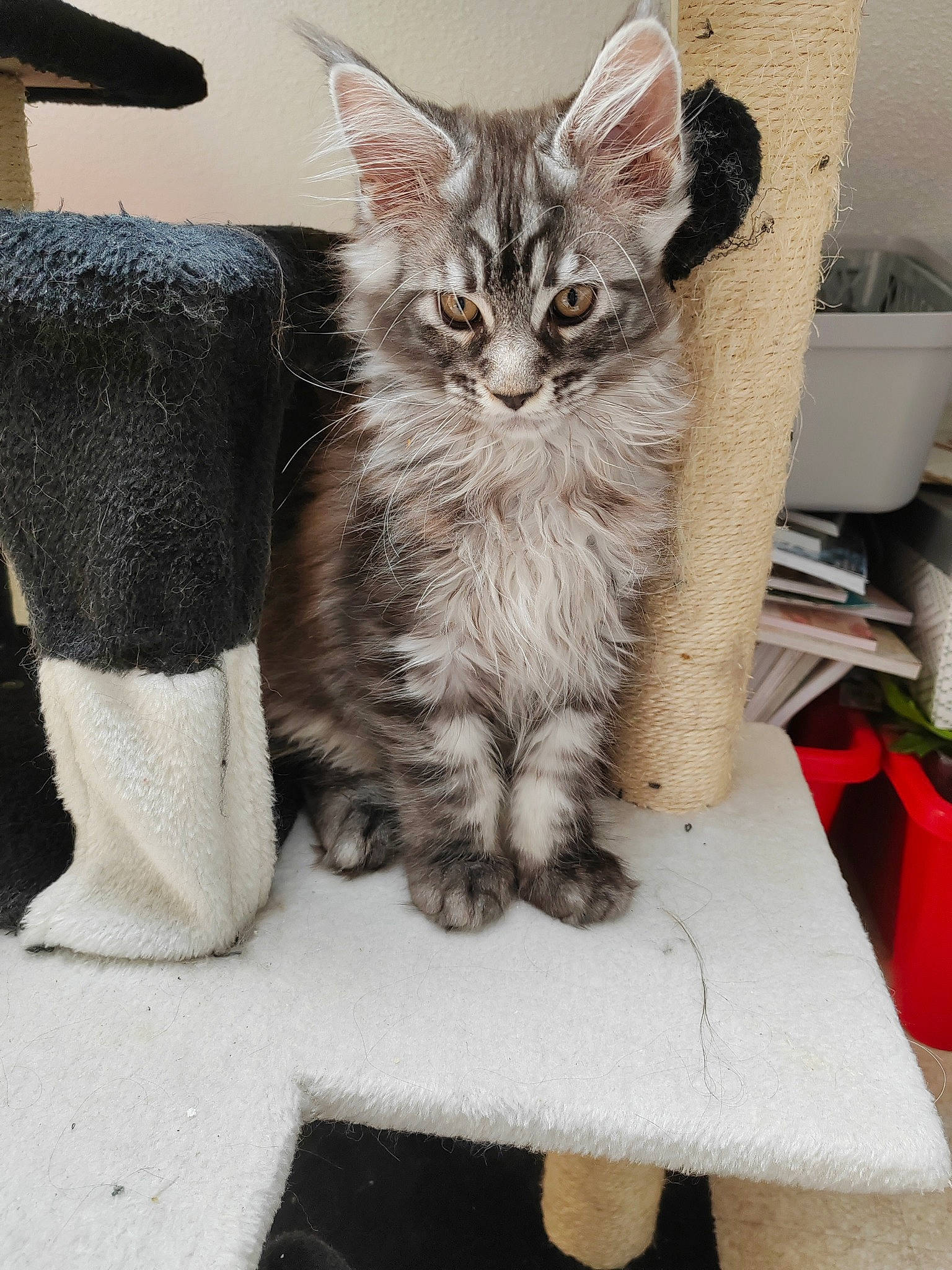 Urion a rejoint le concours — aidez-le/la à gagner de superbes lots ! box, carnivore, cat, claw, domestic_short_haired_cat, felidae, fur, grey, paw, serveware, sitting, small_to_medium_sized_cats, snout, tail, whiskers