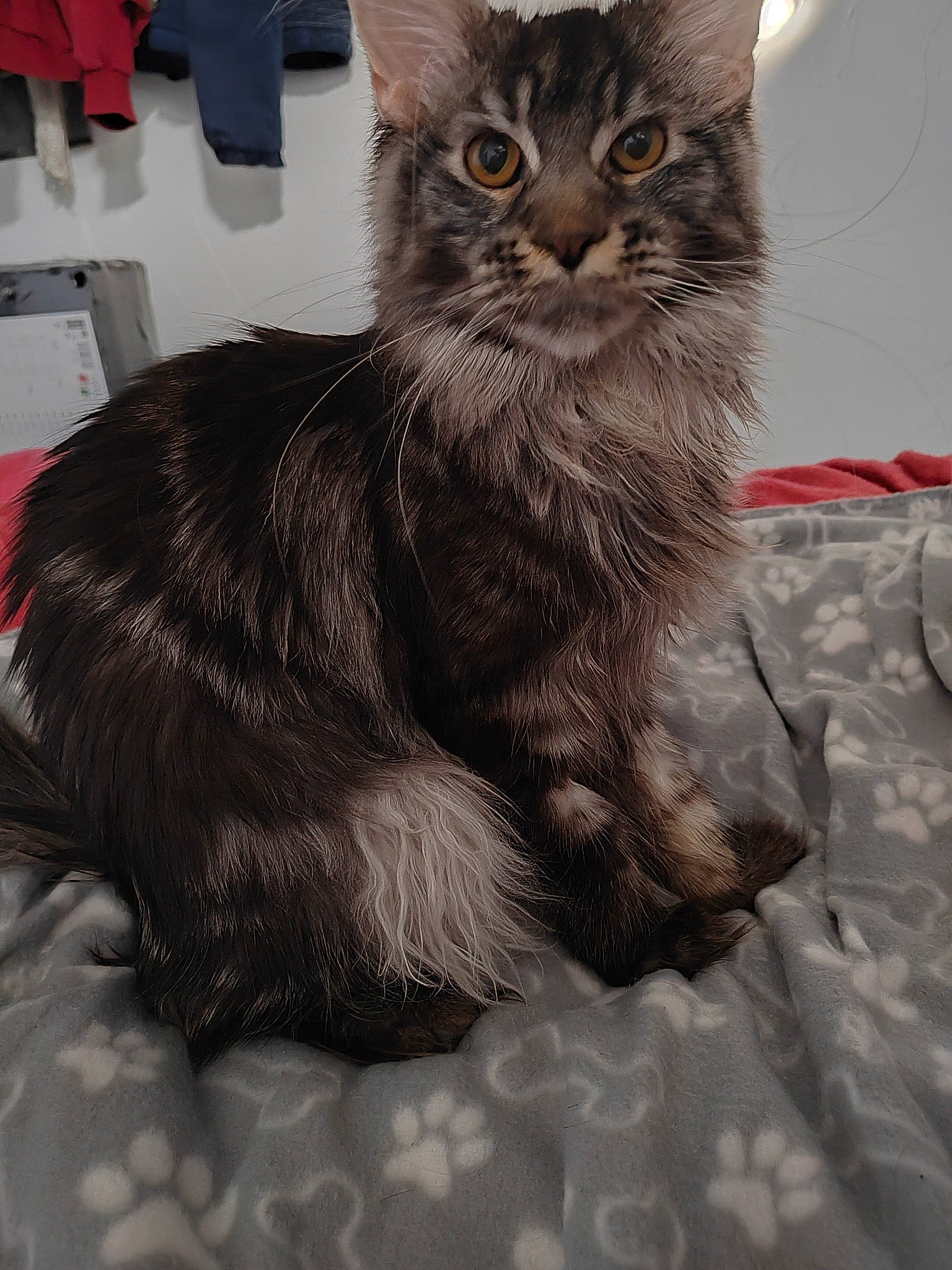 Urion participe au concours pour gagner de l'argent avec cette photo : automotive_tire, black_cat, box, carnivore, cat, claw, domestic_short_haired_cat, felidae, fur, grey, paw, sitting, small_to_medium_sized_cats, snout, tail, whiskers, window