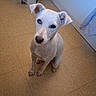 animal, blue_eye, brown_eye, companion, container, curious, cute, dog, domestic, ears, floor, heterochromia, indoor, looking_up, pet, small_dog, snout, tile_floor, water_bottle, white_dog