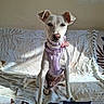 animal, blanket, calm, canine, couch, dog, domestic_animal, ears, fur, home, indoor, nose, pet, purple_harness, resting, shadow, sitting, sunlight, tail, white_dog