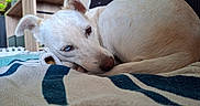 Wanda participe au concours pour gagner de l'argent avec cette photo : blanket, blue_eye, close_up, cozy, curled_up, dog, fish_tank, floor, furniture, heterochromia, home, houseplant, indoor, pet, relaxed, resting, sleepy, striped_blanket, white_dog, wooden_shelf