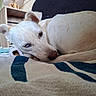 blanket, blue_eye, close_up, cozy, curled_up, dog, fish_tank, floor, furniture, heterochromia, home, houseplant, indoor, pet, relaxed, resting, sleepy, striped_blanket, white_dog, wooden_shelf