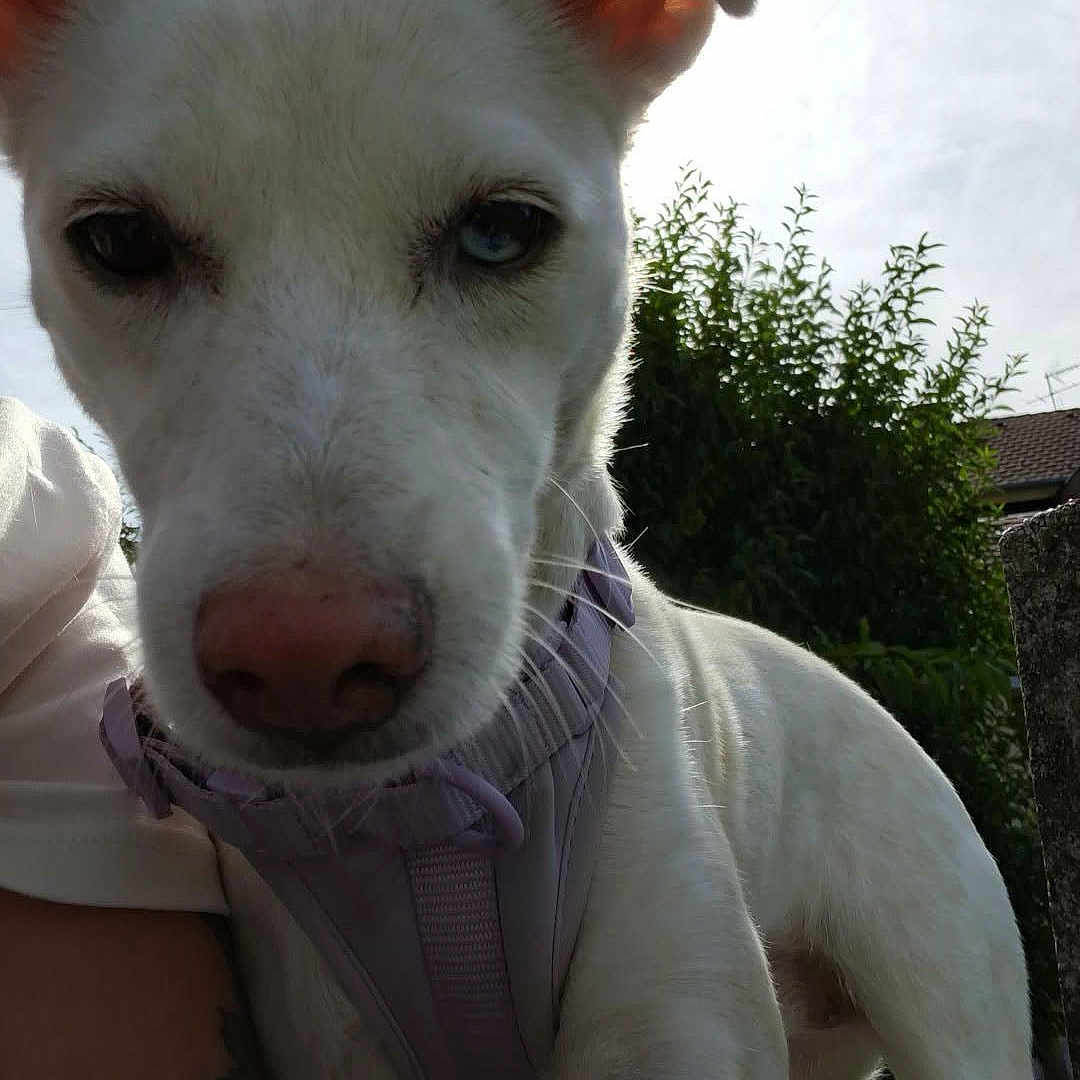 Wanda a rejoint le concours — aidez-le/la à gagner de superbes lots ! animal, backyard, blue_eye, brown_eye, close_up, dog, floppy_ears, fur, garden, harness, house, lavender_harness, nose, outdoor, pet, portrait, puppy, standing, sunlight, white_dog