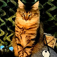 Jacques Garcia participe au concours pour gagner de l'argent avec cette photo : cat, tabby, pet, animal, feline, scratching_post, indoor, fur, ears, whiskers, eyes, portrait, cute, sitting, striped, mammal, domestic, furniture, patterned_background, warm_light