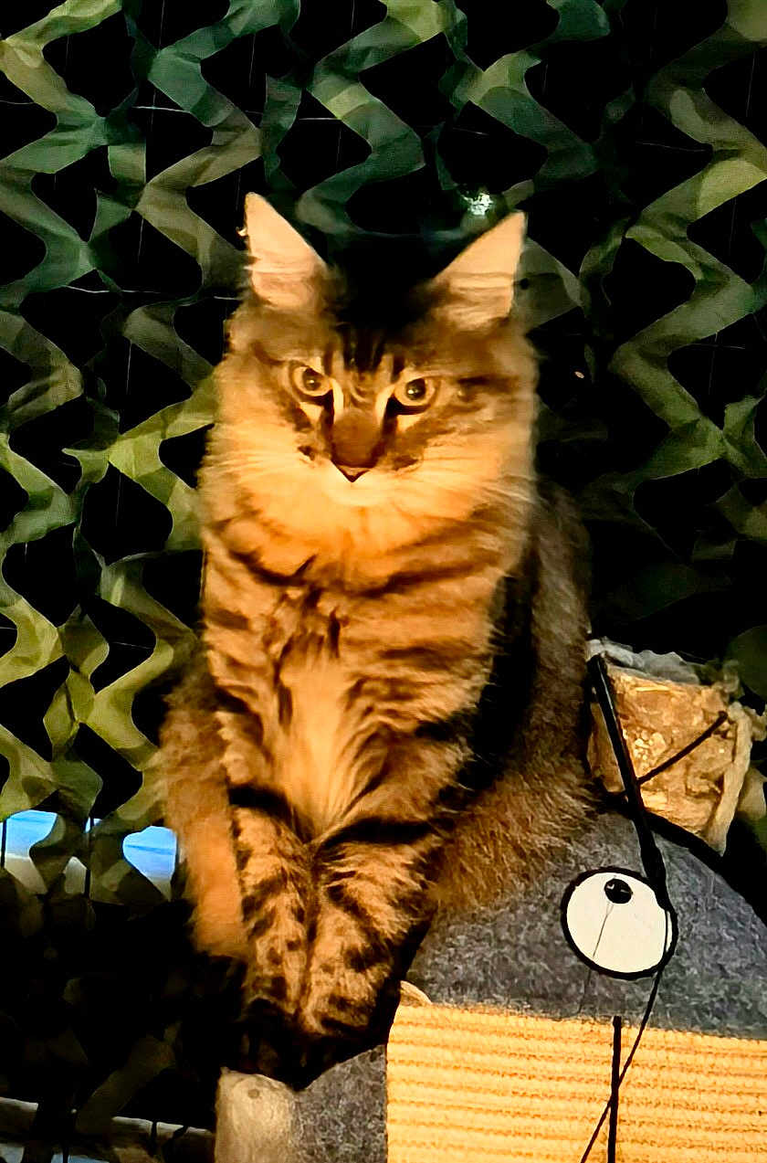 Jacques Garcia participe au concours pour gagner de l'argent avec cette photo : cat, tabby, pet, animal, feline, scratching_post, indoor, fur, ears, whiskers, eyes, portrait, cute, sitting, striped, mammal, domestic, furniture, patterned_background, warm_light