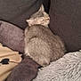 animal, blanket, cat, comfort, cozy, cushion, cute, feline, fur, gray, home, indoor, nap, pet, relaxed, resting, sleeping, small, snug, soft