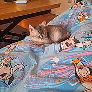 Atlas a rejoint le concours — aidez-le/la à gagner de superbes lots ! animal, blanket, cartoon, cat, comfort, cozy, electronics, floor, home, indoor, kitten, laptop, pet, relaxed, room, sleeping, table, technology, tv, wooden_furniture