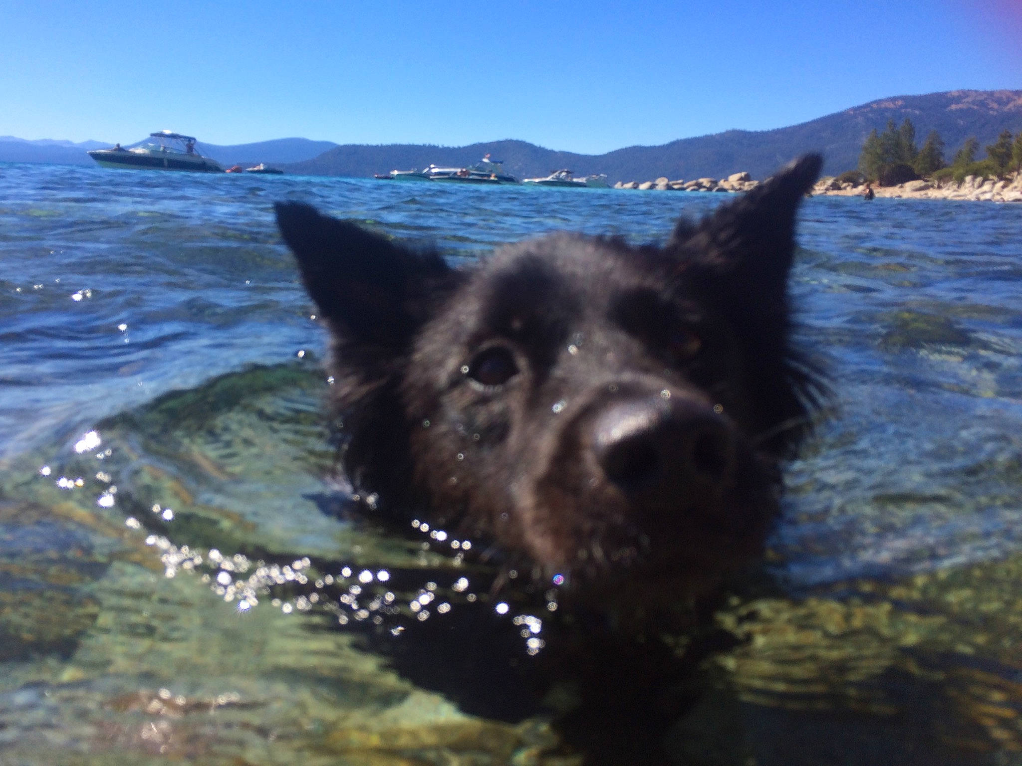 Tasha is registered to the contest to win money with this photo: canidae, carnivore, dog, dog_breed, giant_dog_breed, guard_dog, herding_dog, lake, mountain, ocean, sky, snout, sporting_group, water, wind_wave, working_animal, working_dog