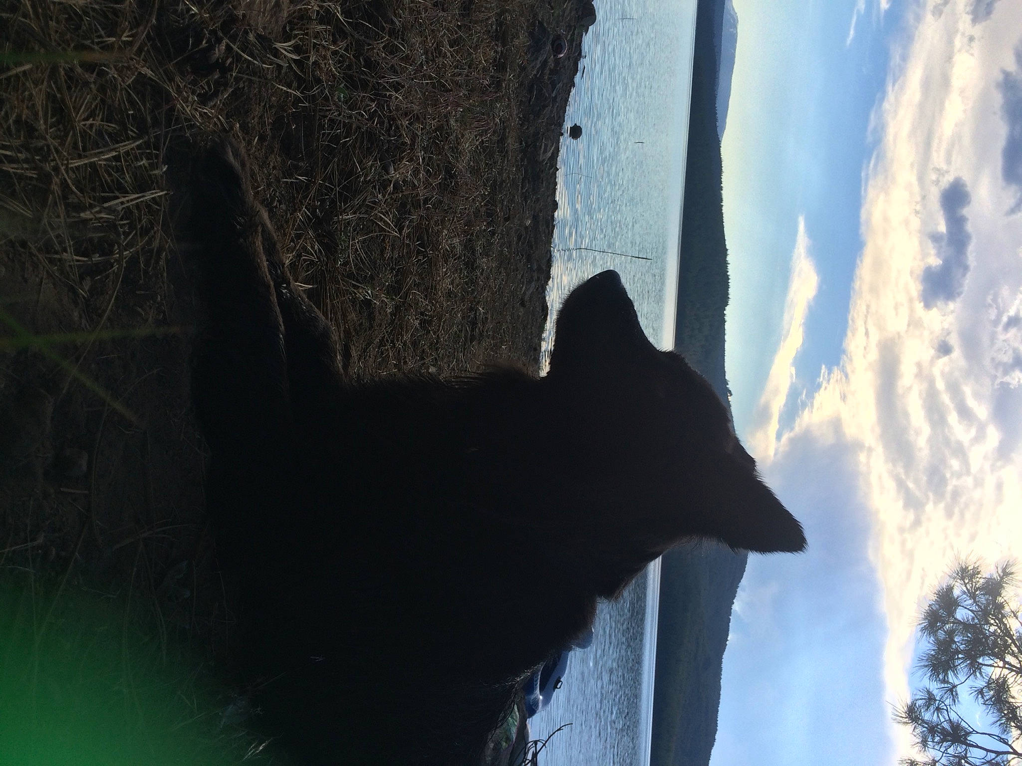 Tasha joined the competition — help win amazing prizes! atmosphere, building, carnivore, cloud, felidae, plant, reflection, shadow, sky, small_to_medium_sized_cats, tail, tints_and_shades, tree, trunk, wall, water, whiskers, window, winter, wood