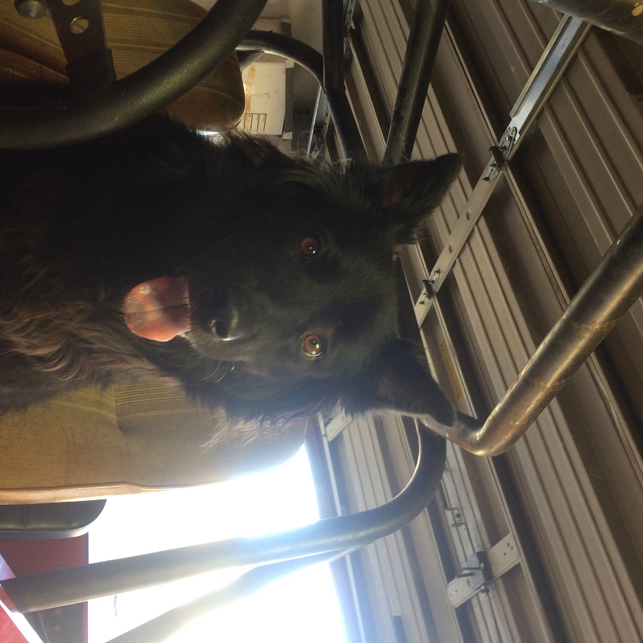 Tasha is registered to the contest to win money with this photo: auto_part, automotive_exterior, automotive_lighting, automotive_tire, automotive_wheel_system, carnivore, ceiling, dog, fender, hat, headlamp, mammal, metal, rim, tints_and_shades, tire, vehicle, vehicle_door, window, wood