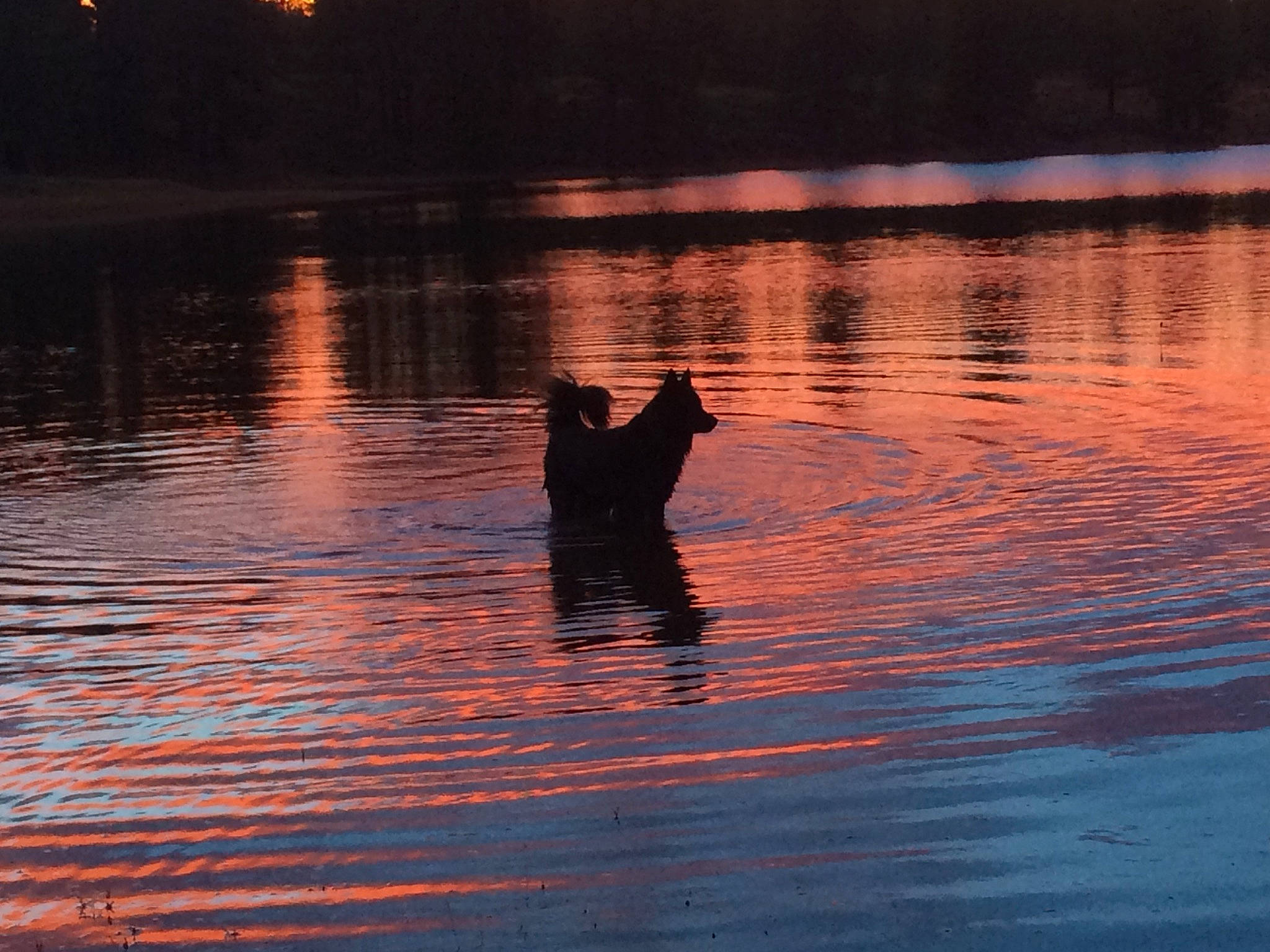 Tasha joined the competition — help win amazing prizes! afterglow, calm, cloud, dusk, horizon, lake, landscape, natural_landscape, plant, red_sky_at_morning, reflection, sunlight, sunrise, sunset, tints_and_shades, tree, water, water_resources, waterway, wood