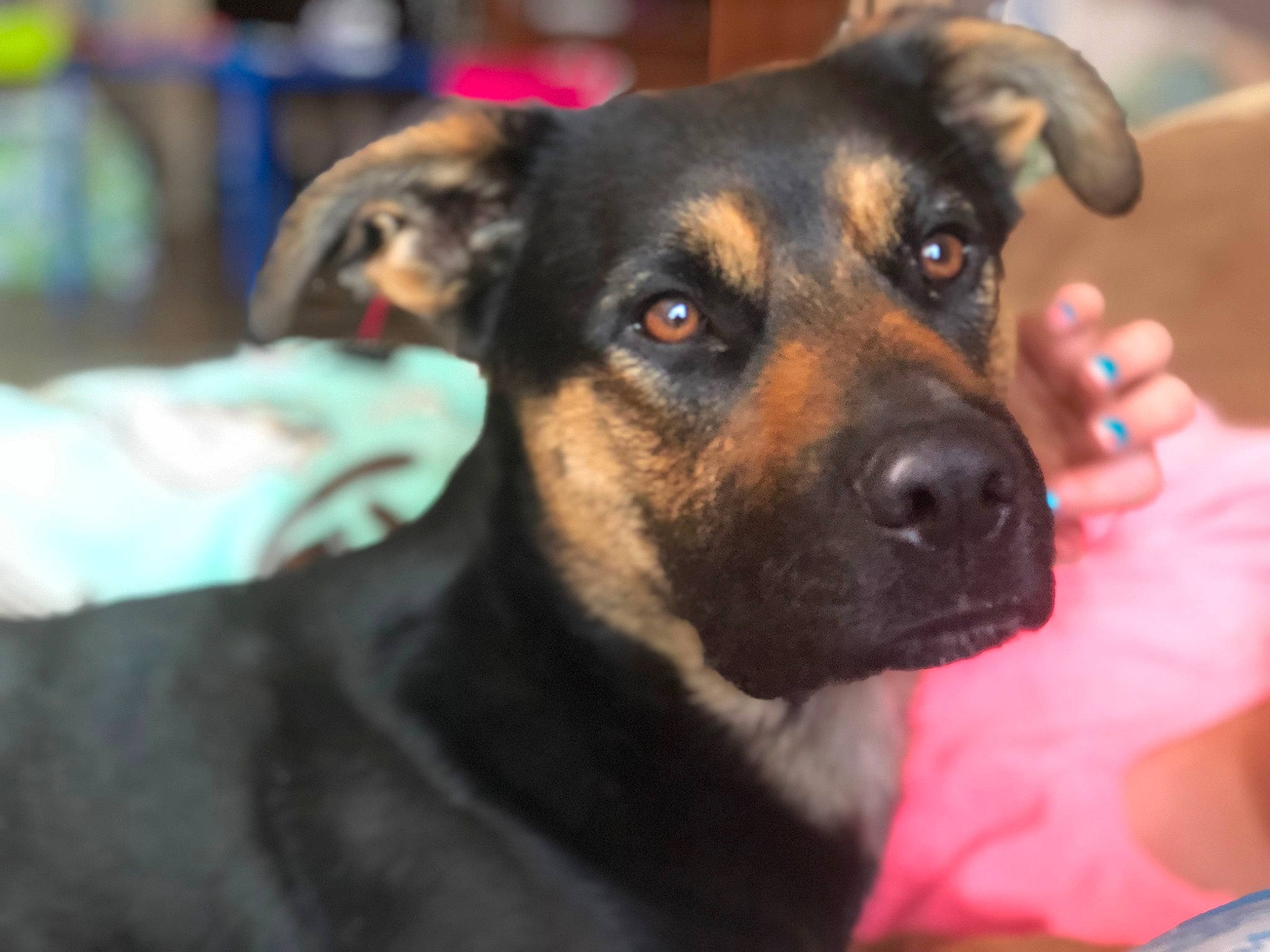 Dakota joined the competition — help win amazing prizes! canidae, carnivore, companion_dog, dog, dog_breed, ear, fawn, fur, guard_dog, paw, puppy, rottweiler, snout, sporting_group, toy_dog, whiskers, working_dog