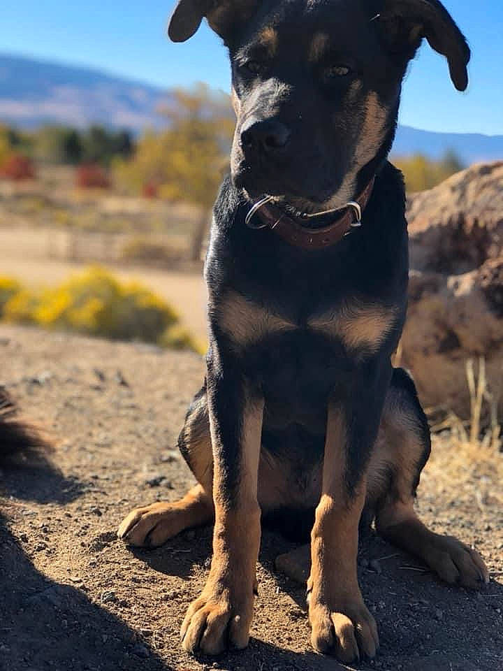 Dakota joined the competition — help win amazing prizes! borador, canidae, carnivore, collar, companion_dog, dog, dog_breed, dog_collar, fawn, landscape, leash, liver, pet_supply, sky, snout, soil, sporting_group, terrestrial_animal, working_animal, working_dog