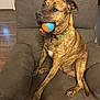animal, armchair, ball, blue, brindle, brown, canine, collar, comfort, dog, floor, fur, home, indoor, mouth, orange, pet, playing, sitting, toy