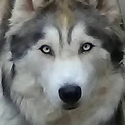 Duke The Demon is registered to the contest to win money with this photo: dog, animal, pet, close_up, fur, face, portrait, canine, eyes, muzzle, fluffy, looking, domestic_animal, cute, furry, outdoor, nature, friendly, companion, nose