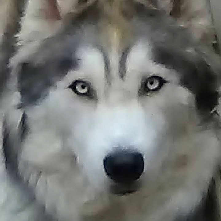 Duke The Demon is registered to the contest to win money with this photo: animal, canine, close_up, companion, cute, dog, domestic_animal, eyes, face, fluffy, friendly, fur, furry, looking, muzzle, nature, nose, outdoor, pet, portrait