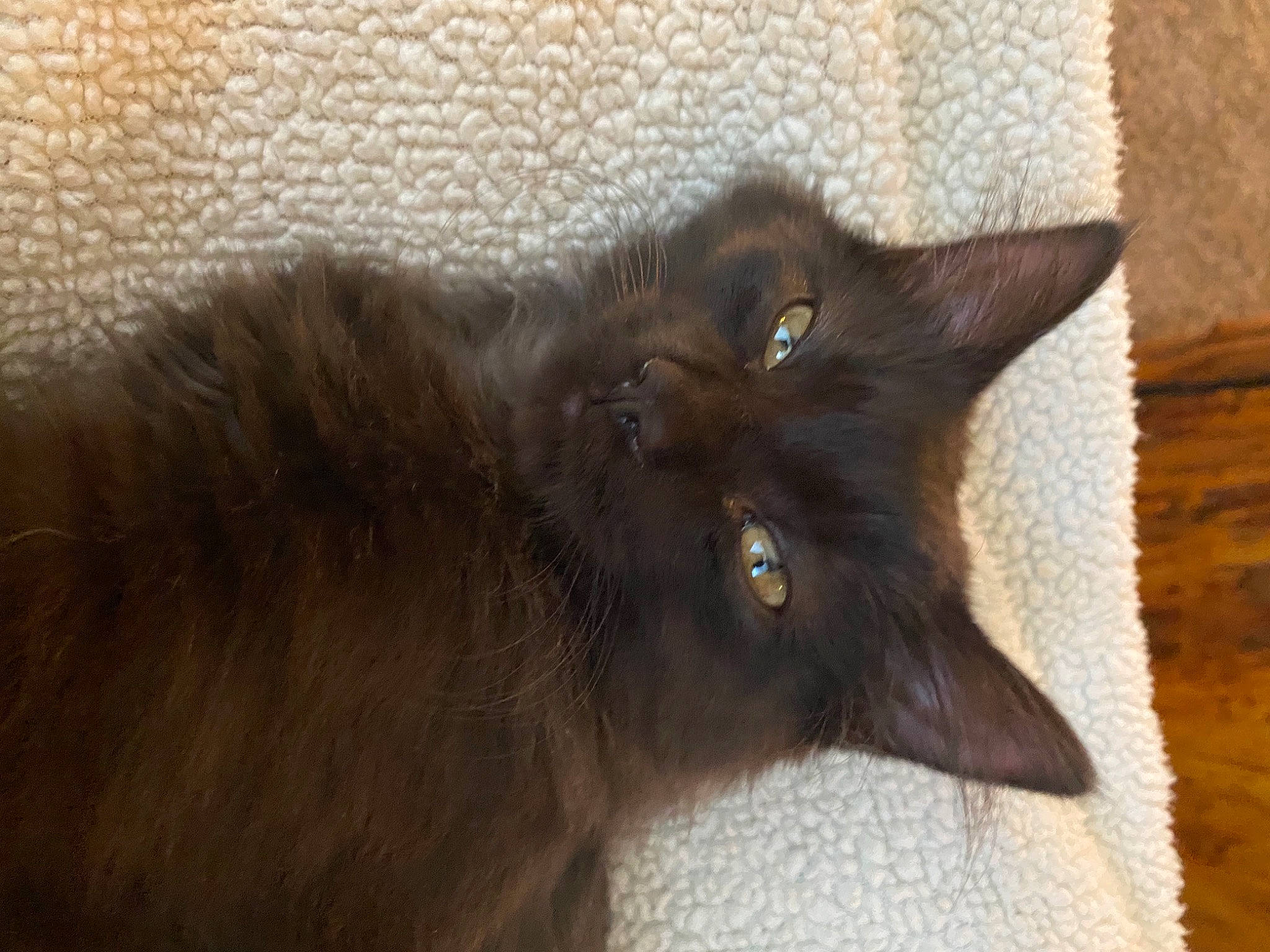 Cianna Sage joined the competition — help win amazing prizes! black_cat, bombay, brown, carnivore, cat, claw, domestic_short_haired_cat, felidae, fur, hardwood, liver, plant, small_to_medium_sized_cats, snout, terrestrial_animal, whiskers, wood