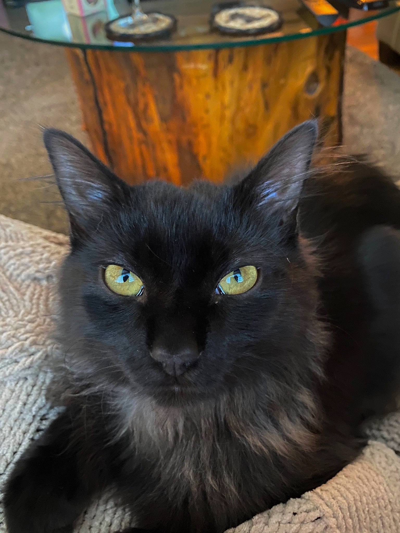 Cianna Sage is registered to the contest to win money with this photo: black_cat, bombay, carnivore, cat, claw, domestic_short_haired_cat, felidae, fur, grey, hair, iris, small_to_medium_sized_cats, snout, table, tail, terrestrial_animal, whiskers