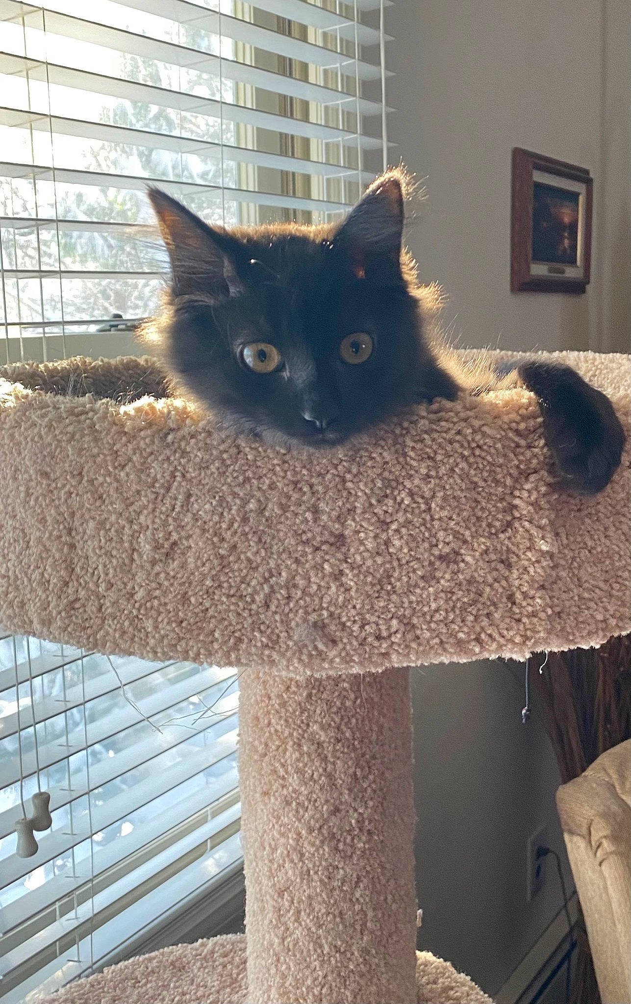 Cianna Sage joined the competition — help win amazing prizes! black_cat, carnivore, cat, cat_furniture, cat_supply, domestic_short_haired_cat, door, fawn, felidae, fur, grey, pet_supply, plant, small_to_medium_sized_cats, snout, stairs, tail, whiskers, window, wood